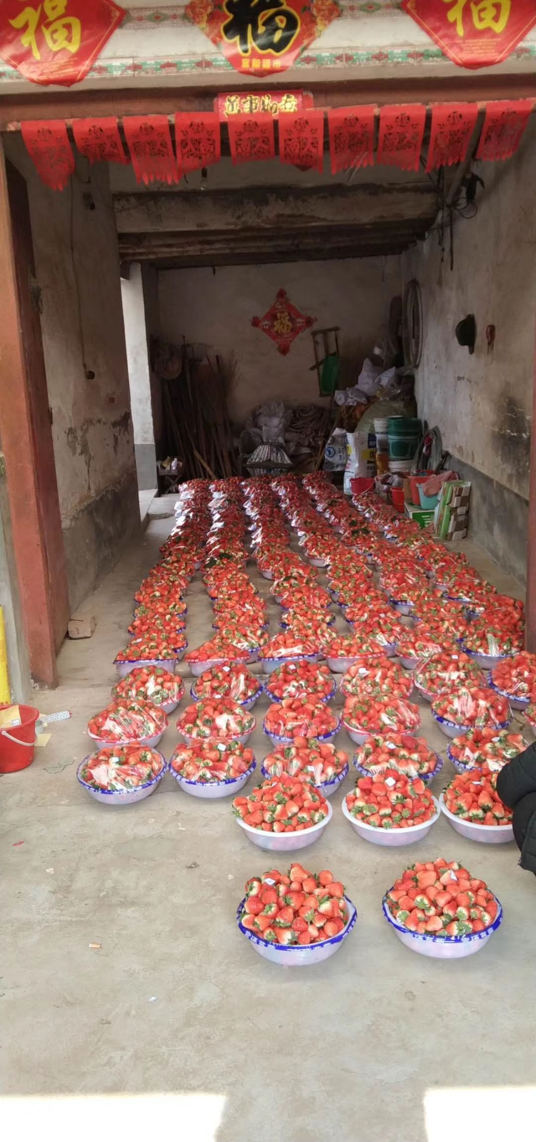 奶油草莓 一级果 