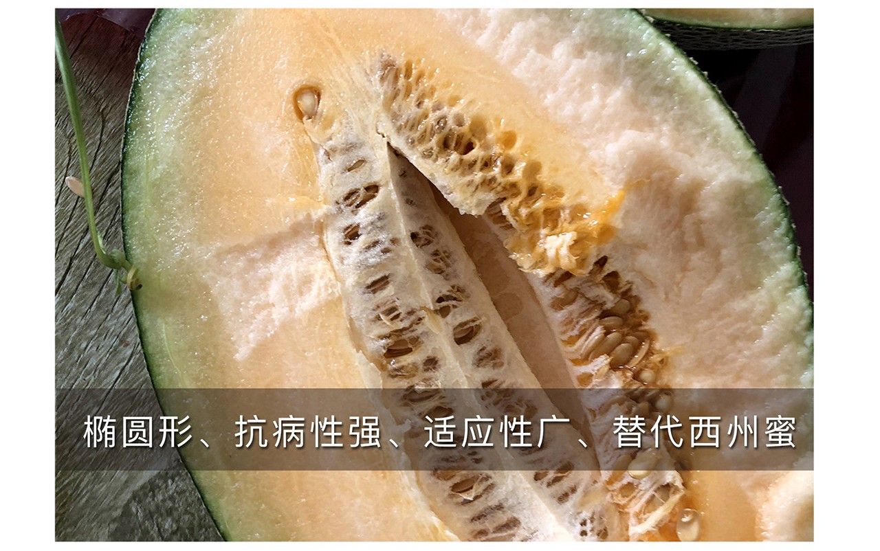 中科蜜五号哈密瓜种子，源自新疆，含糖22，酥脆多汁