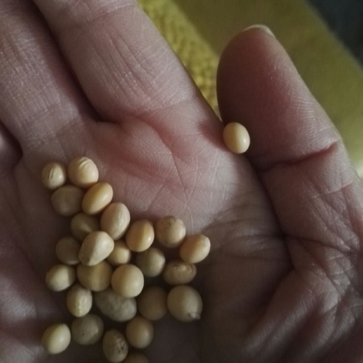 秦皇岛黄大豆  黄豆