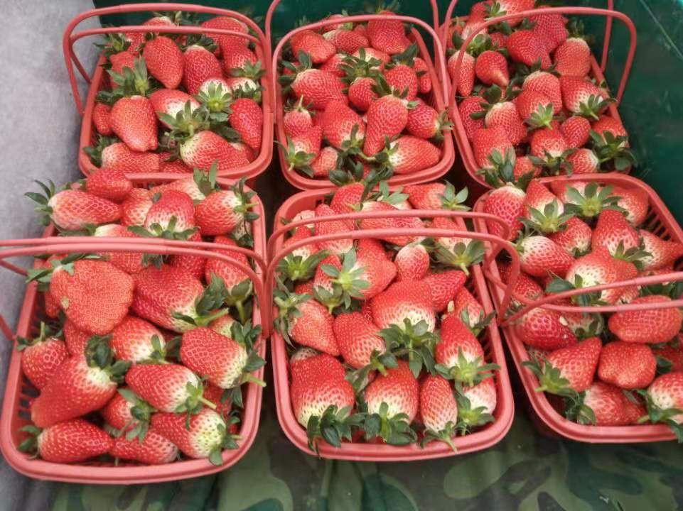 甜宝草莓奶莓