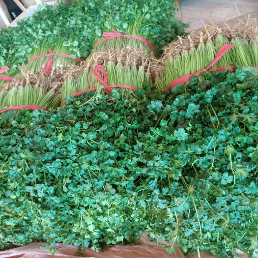 临清市精品铁杆青香菜颜色好棵粗