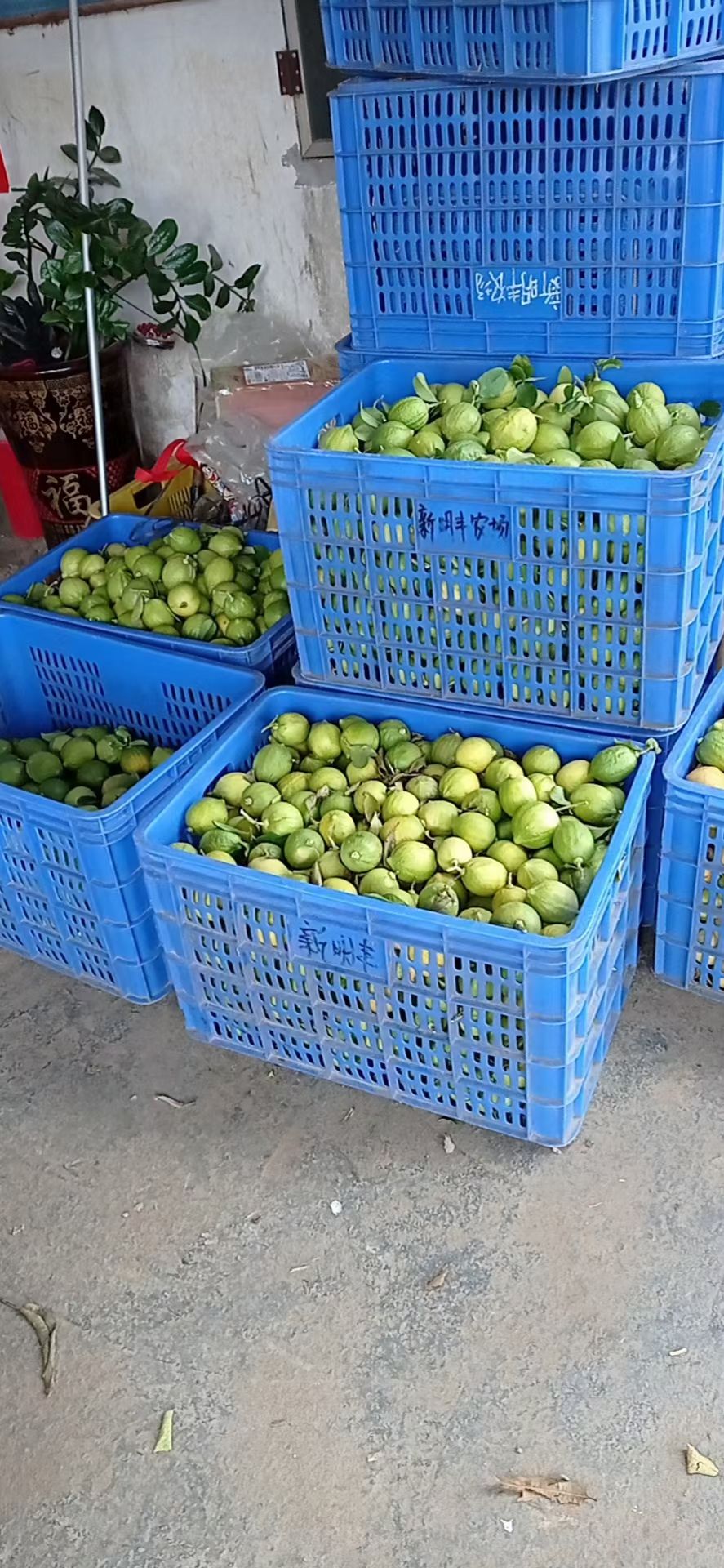 广东无籽香水柠檬花皮二级