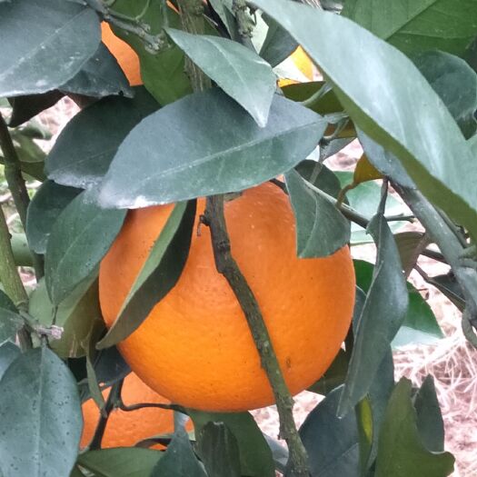江永县纽荷尔脐橙鲜果