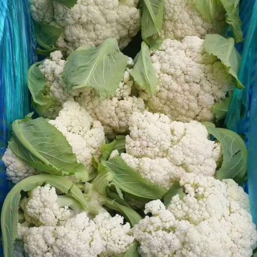 郯城县白花 有机菜花-基地直供-货源充足-价格合理