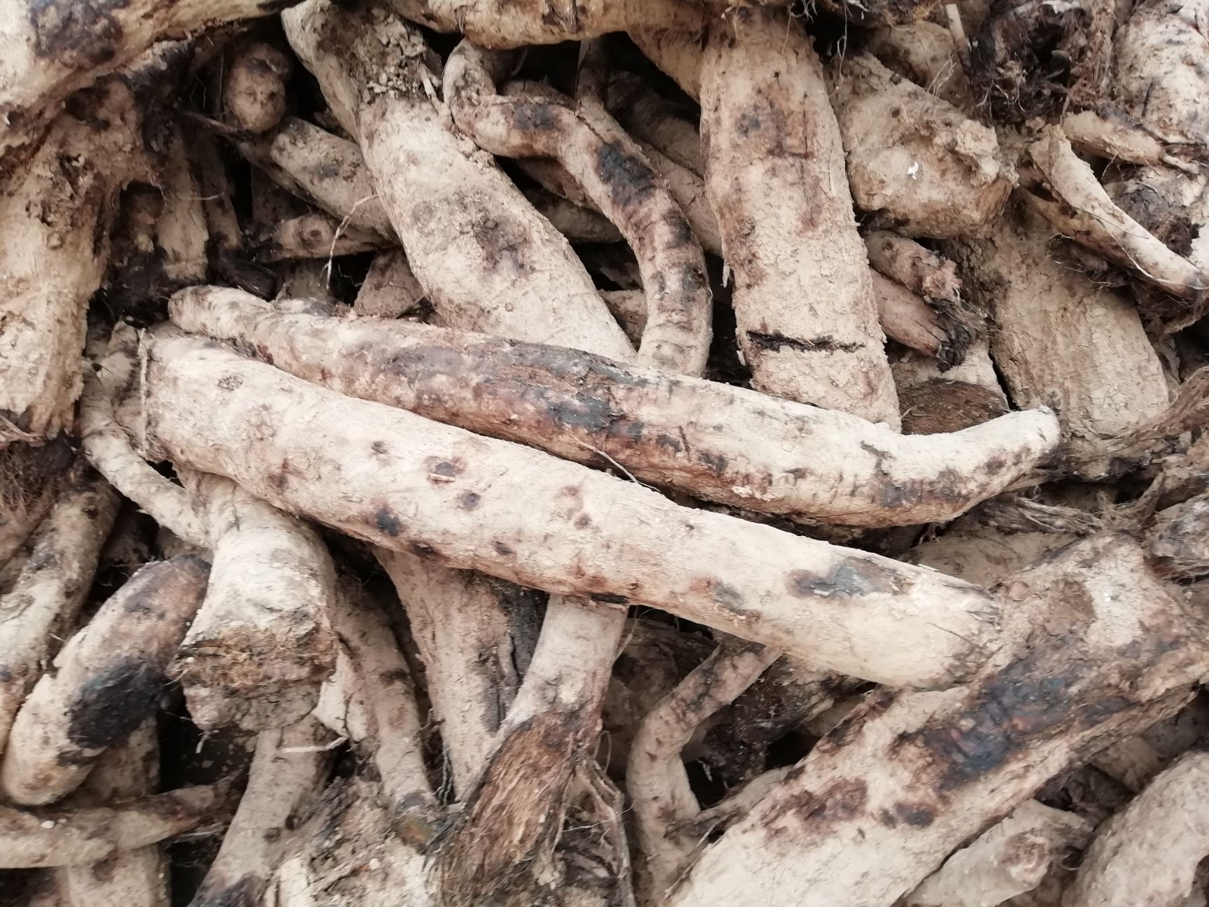 野生葛根 新鲜野生柴葛根