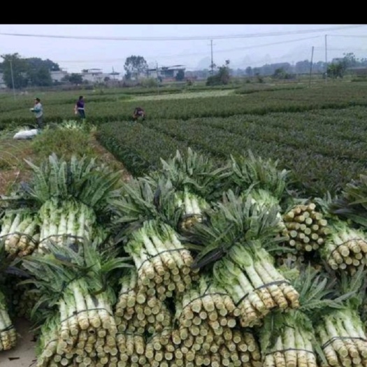 贺州红叶莴笋  广西贺州窝笋量大价格美