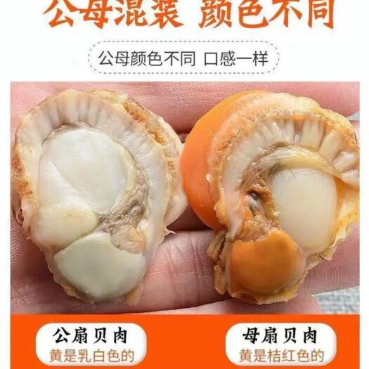 青岛冷冻扇贝肉  扇贝肉，新鲜现剥，个大黄多，无冰衣，扇贝冷冻批发，包邮到家。
