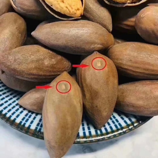 诸暨市香榧   诸暨特产