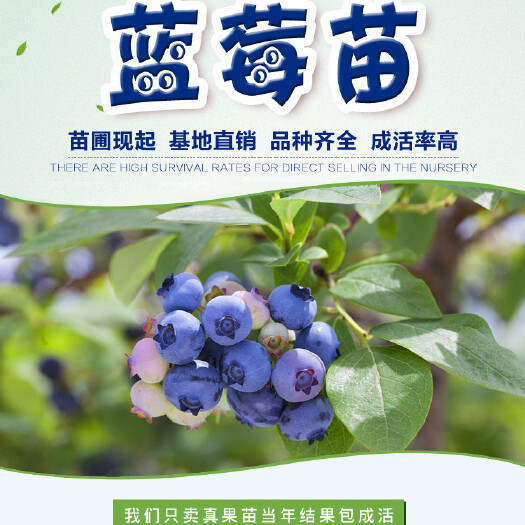 平邑县四季常青蓝莓苗，南北方种植，庭院种植盆栽地栽，纯甜蓝莓果树苗