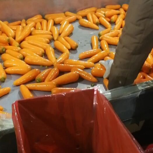 金乡县 常年大量供应次品胡萝卜通货精品水洗各种规格胡萝卜