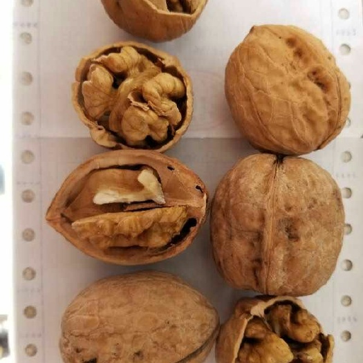 澄城县 新疆核桃