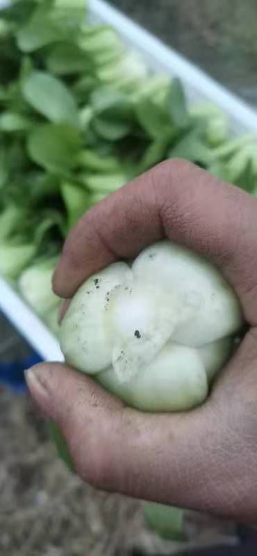 绵竹市上海青 8 ~10cm 