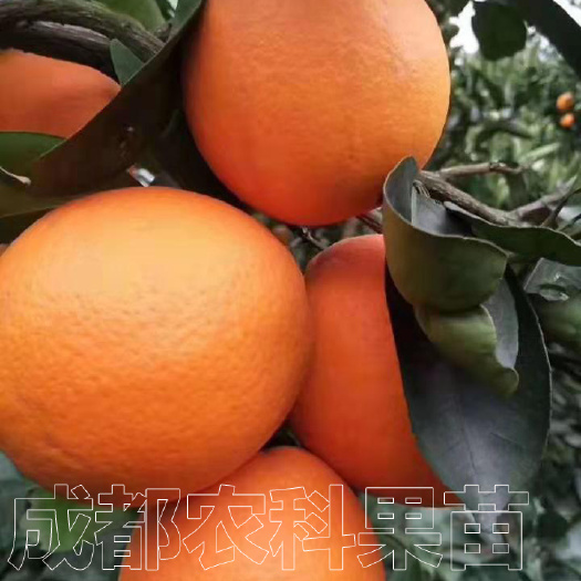 成都 脐橙苗纽荷尔脐橙树苗优质柑橘种苗良种桔子苗批发零售品种正宗