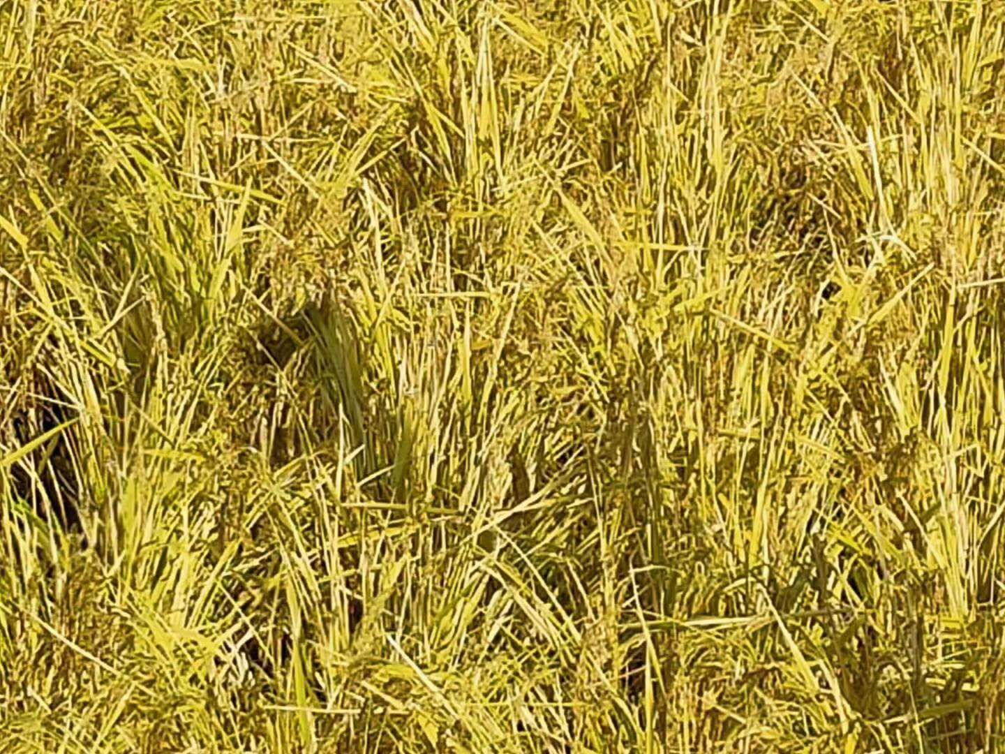  自家种的五常稻花香大米 送礼