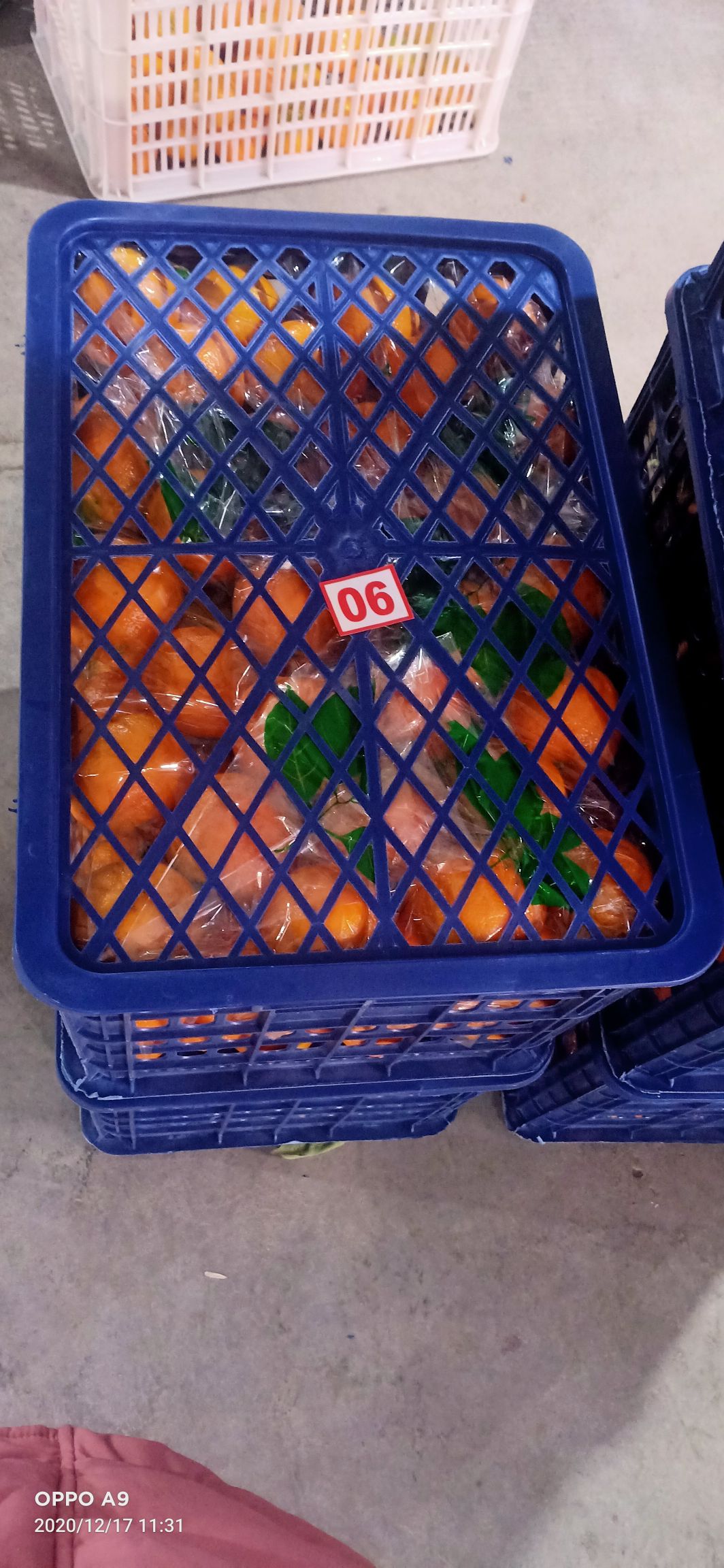长虹脐橙 种植户货源充足