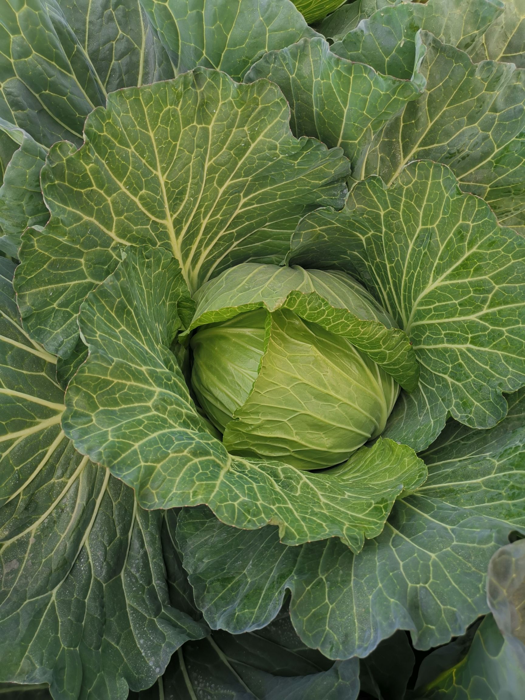 圆包菜种子  绿圆甘蓝种子卷心菜种籽 包菜种子四季种植 早熟耐裂50天上市