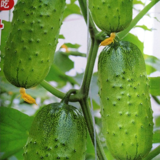 舒兰市水果黄瓜 15~25cm 