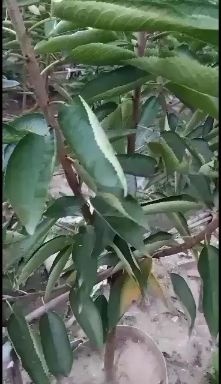 泰安矮化樱桃苗 嫁接苗 裸根苗 