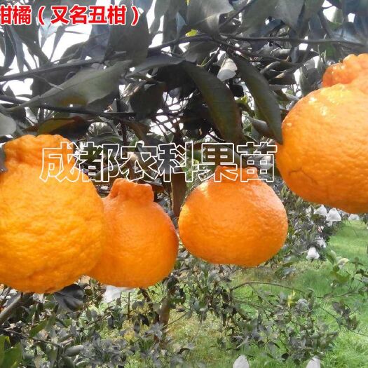 成都不知火苗 不知火柑橘苗丑柑树苗丑桔苗柑橘树苗柑橘种苗批发零售品种正宗