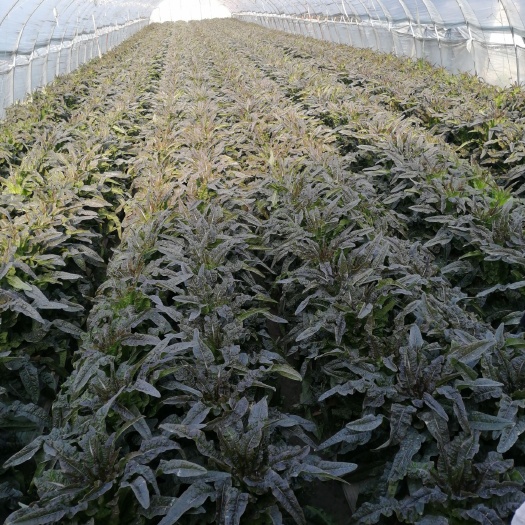 常熟市永安莴笋  大量供应精品青莴笋红莴笋欢迎选购！
