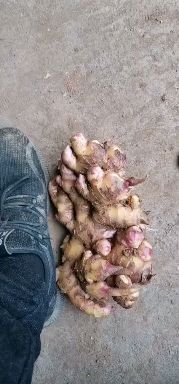 盘州市姜种  生姜：小黄姜：姜母：干姜：二黄姜‘