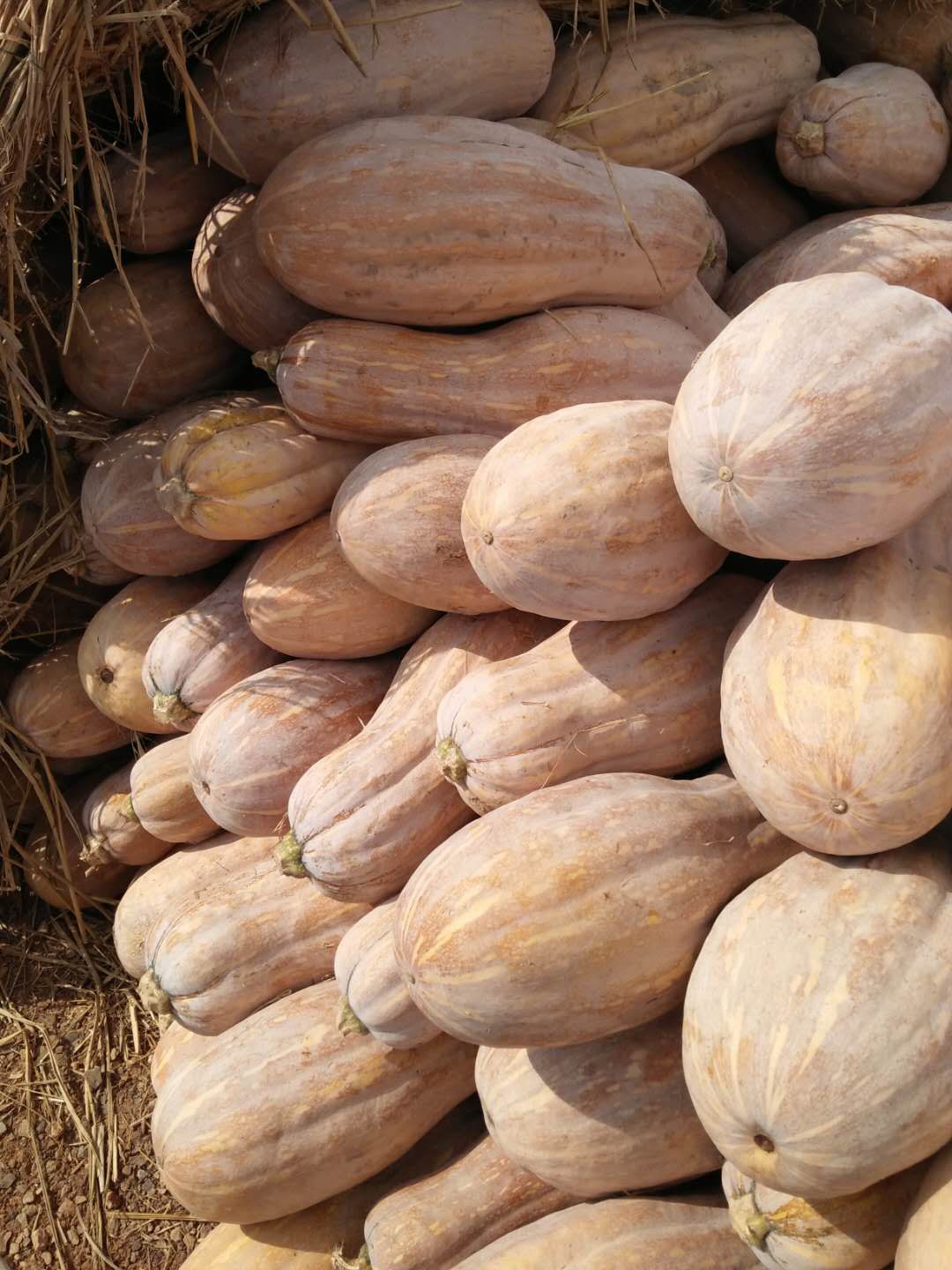 蜜本南瓜 湖北省咸宁市嘉鱼县 6~10斤