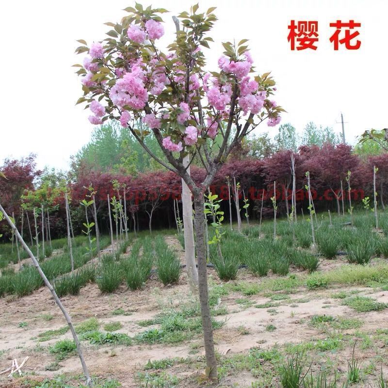 佳人  正宗日本樱花树苗樱花小苗南北方庭院地栽盆栽花树园林植物风景树