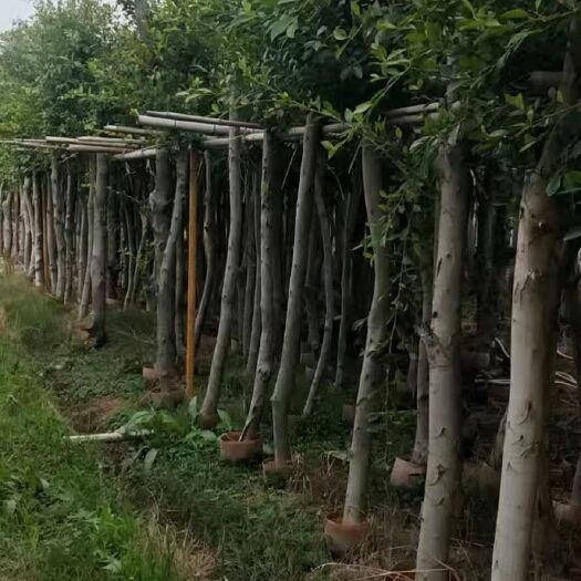 漳浦县小叶榕 