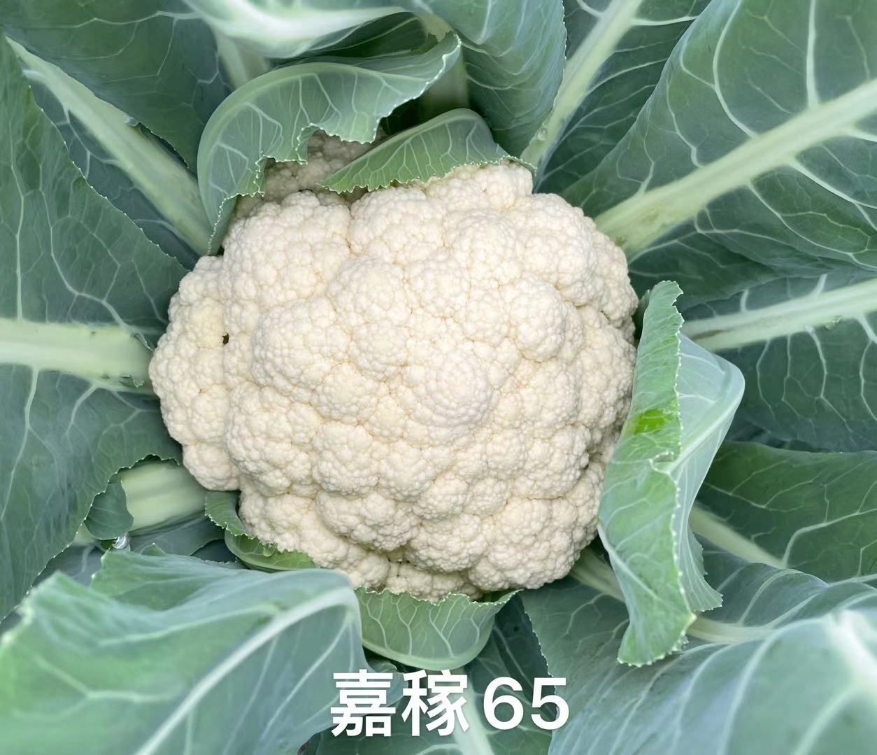 松花菜种子  嘉稼65：春秋两用，适播期宽，适宜范围广，春5