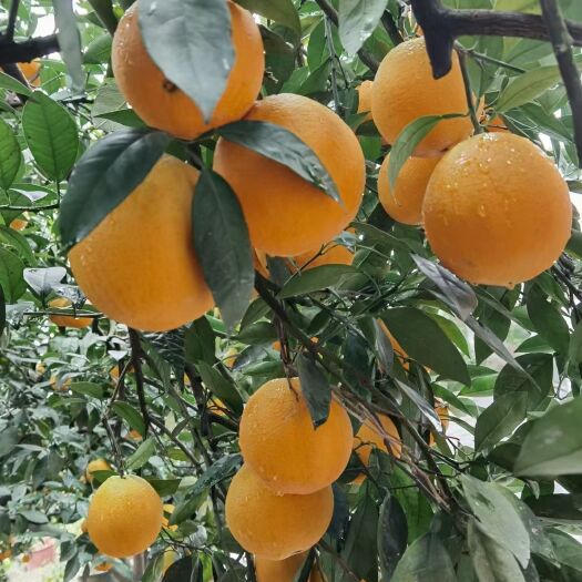 新宁县脐橙  精品甜橙