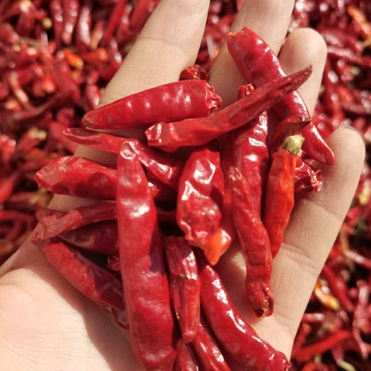 邱县新一代干辣椒 特辣   适合火锅   炒菜