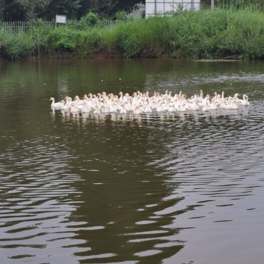 沂水县 三年散养大白鹅