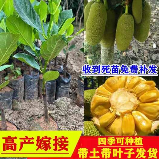 灵山县马来西亚一号菠萝蜜苗  菠萝蜜一号 马来西亚一号菠萝蜜正品嫁接苗  原土带杯发货