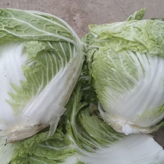 涡阳县东京9号 精品大白菜货源充足