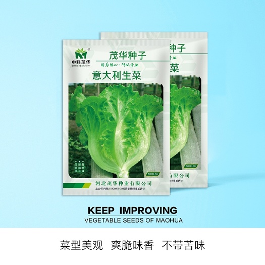 夏邑县意大利生菜种子，耐热耐寒半结球，生长快速，叶色翠绿有光泽