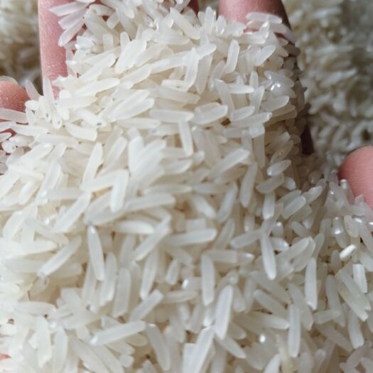 香米 一等品 晚稻 籼米 