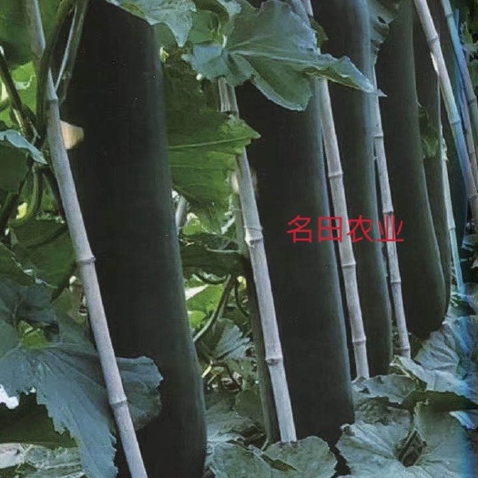 昆明黑皮冬瓜种子，青皮冬瓜种子！产量高，商品率不错 国内优质品种