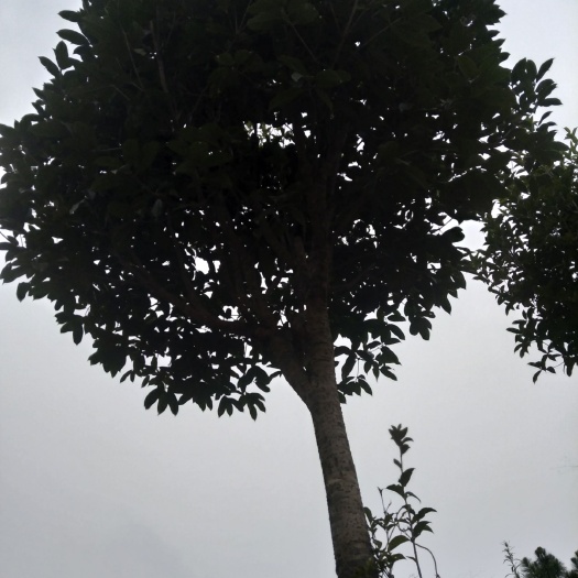 吉水县丹桂  桂花树