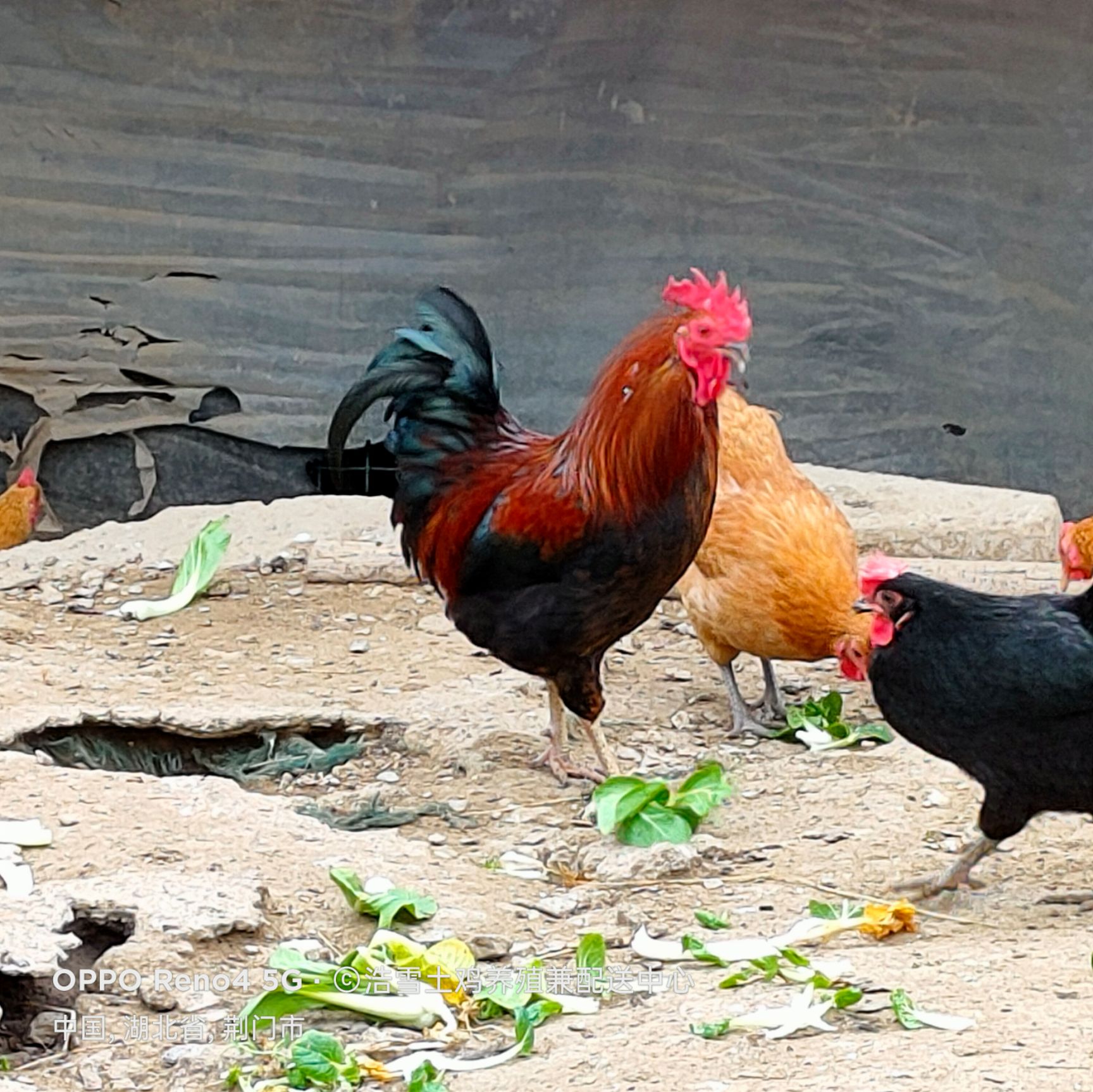 土鸡  【基地直供】散养公鸡7个月以上 山林谷物放养