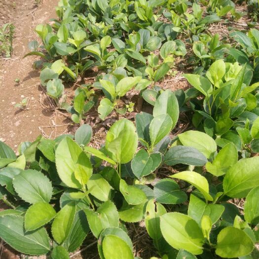 新宾县北苍术一年生苗，质量好，成活率高