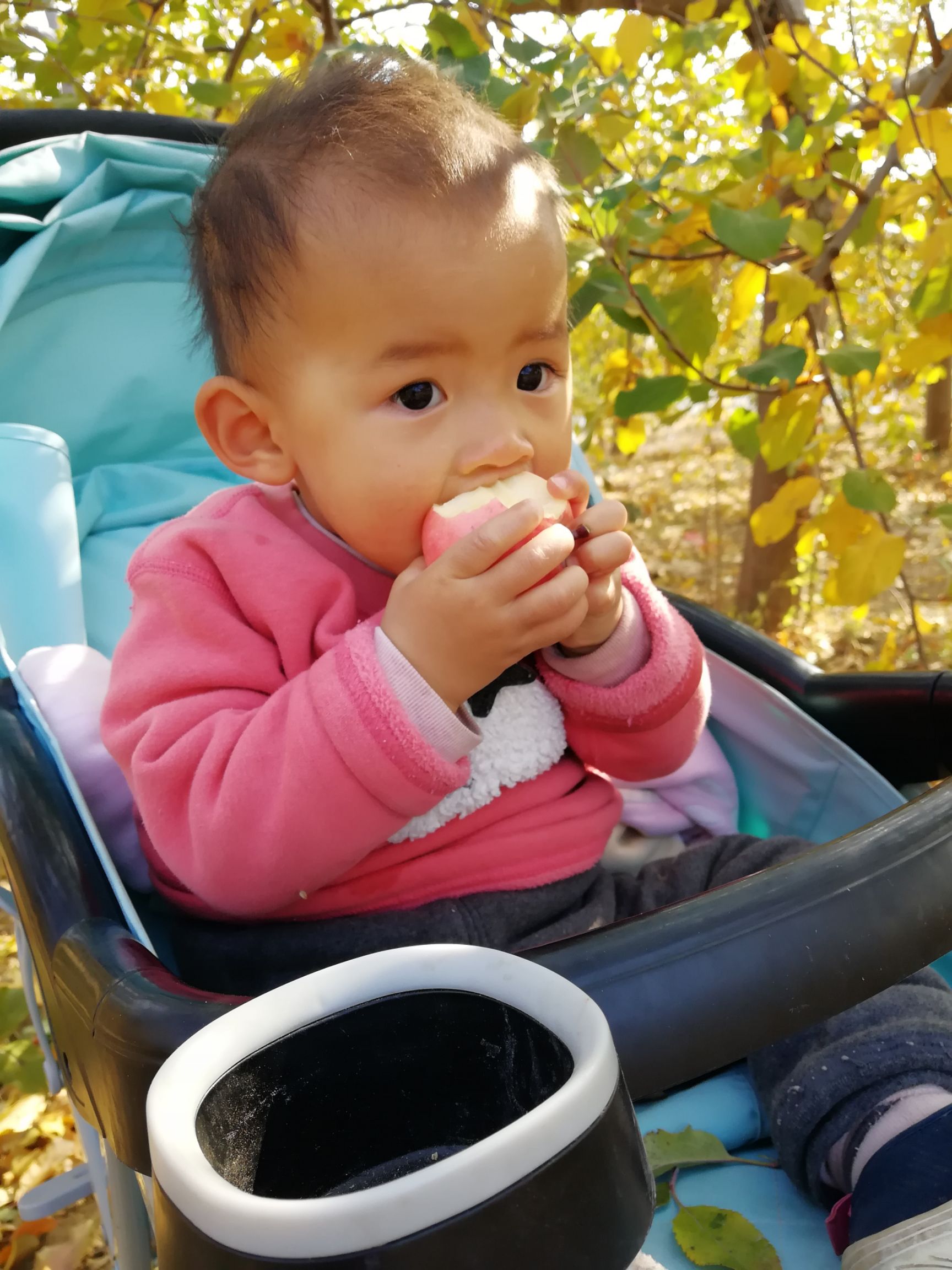  陕北黄土高坡山地红富士苹果