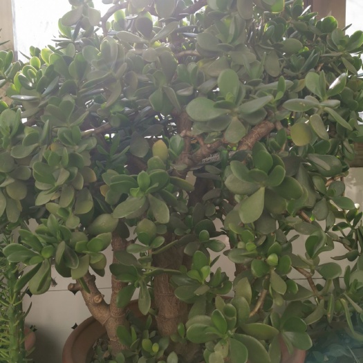 汶上县玉树盆栽 花卉，盆栽