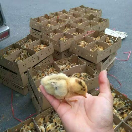 简阳市青脚土鸡苗 乌皮红冠出壳苗