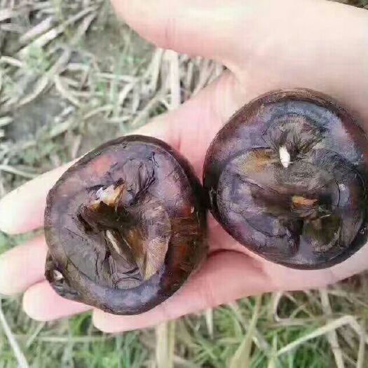 始兴县荔浦马蹄 