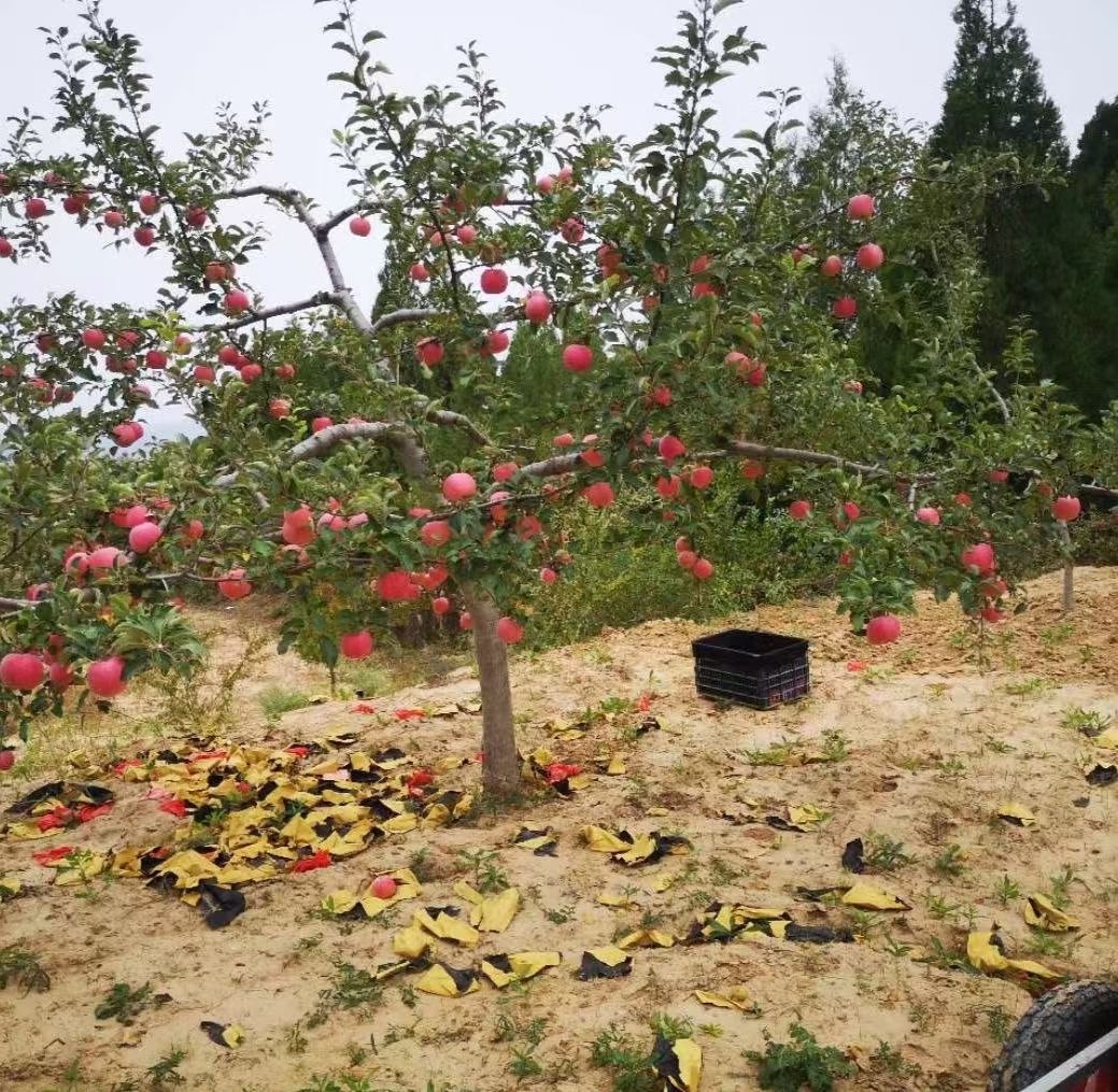 陕北黄土高坡山地红富士苹果