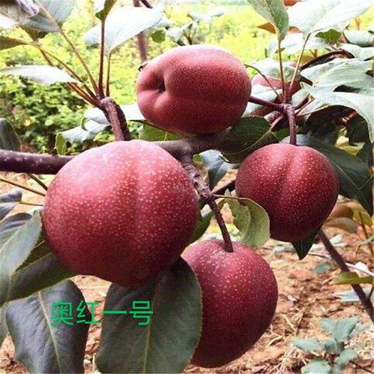 泰安奥红一号红梨苗 奥红一号红梨树苗，早酥红梨树苗，各种梨树苗