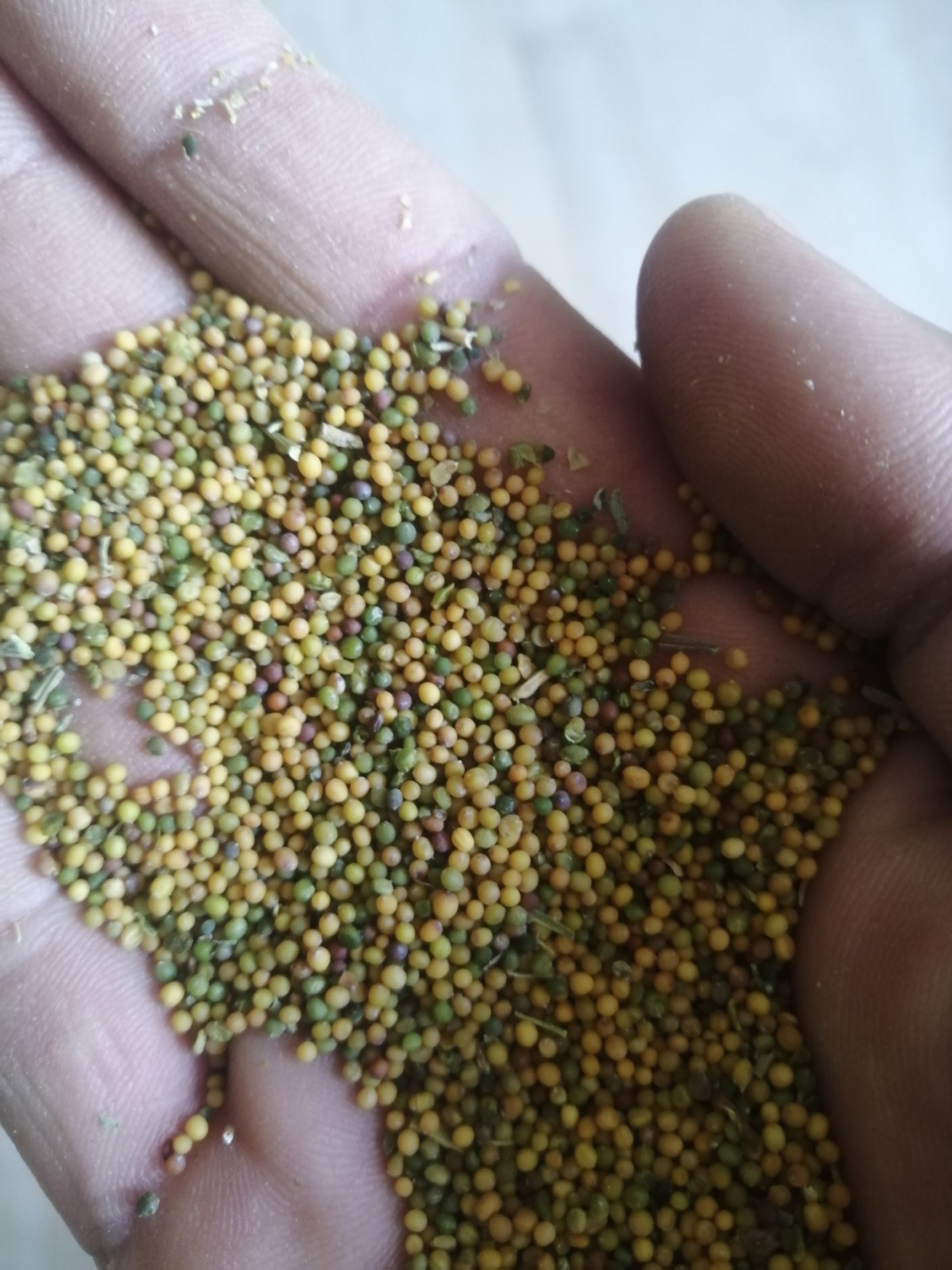 芥子  干度好，净度好，产地直销。