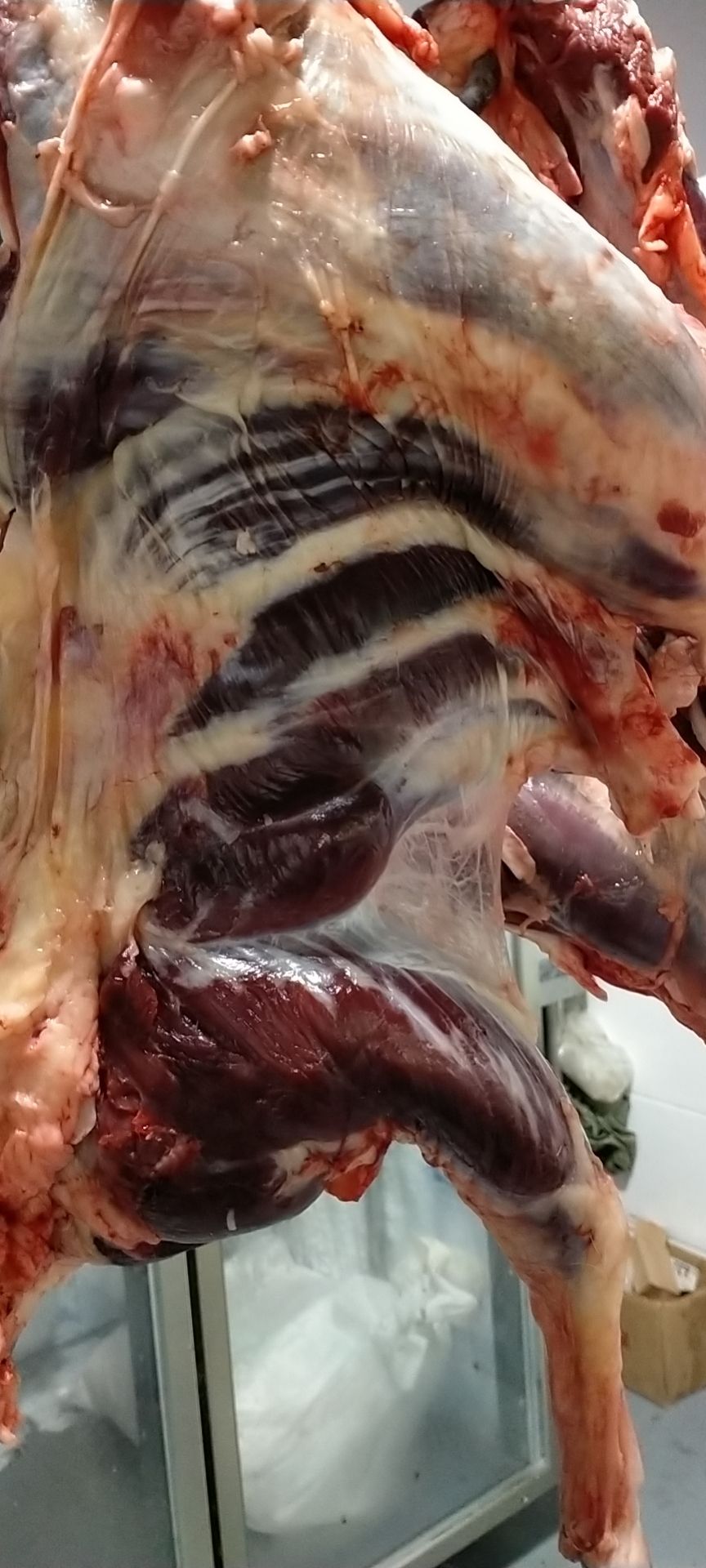 宁夏回族自治区，自养直销精品黄牛牛腱子肉，纯干新鲜无注水
