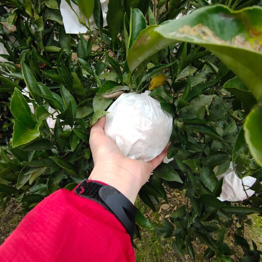 德阳 四川耙耙柑大量成熟了看上的老板联系