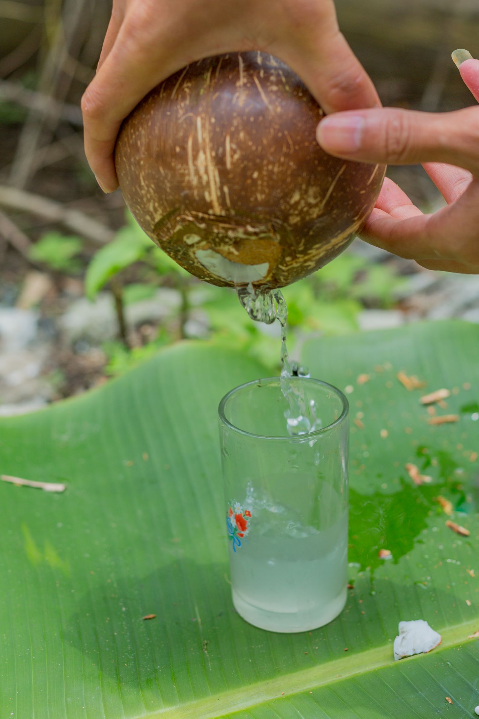 海南椰子椰皇去皮老椰子新鲜当季水果现摘现发产地直销